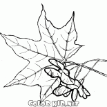 Ahornblätter und Samen