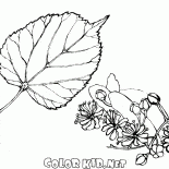 Foliage Limetten