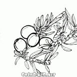 Juniper in voller Blüte