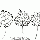 Die Blätter von Aspen