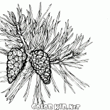 Pine Baum in voller Blüte