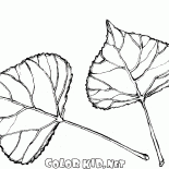 Die Blätter der Pappel