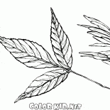 Blätter und Samen von Asche