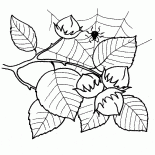 Hazel Obst