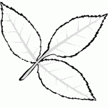 Blattasche