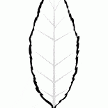Blatt Kirsche