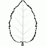 Blatt Erle