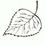 Birkenblatt Stürze