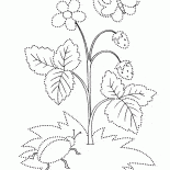 Strawberry Sommerblüte