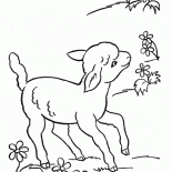Lustige Schafe