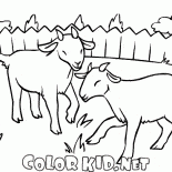 Ziege auf einer Wiese