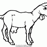 Junge Ziege auf einem Spaziergang