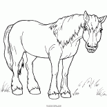 Pferd für einen Spaziergang