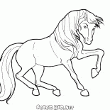 Pferd in Bewegung