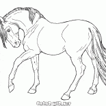 Das Pferd geht langsam