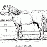 Pferd auf einem Bauernhof