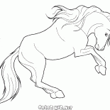 Eifrige Pferd