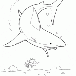 Hai