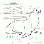 Seelöwe