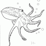 Octopus im Ozean