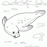 Seal entspann