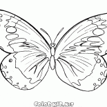 Ein Schmetterling fliegt in der Luft