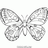 Schmetterling im Flug