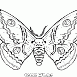 Schmetterling im Herbst