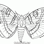 Schmetterling und Sommer