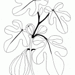 Feigen