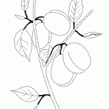 Pflaumen auf einem Ast