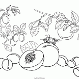 Pfirsich, Aprikose, Pflaume