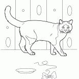 Hauskatze
