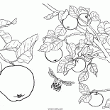 Apfelbaum Obst