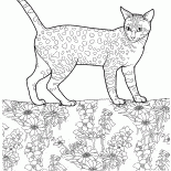 Egyptian Mau
