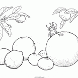 Zitrusfrucht