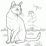 Bombay-Katze