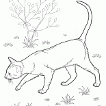 Orientalisch Kurzhaar