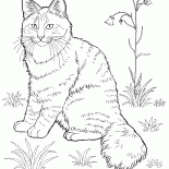 Norwegische Waldkatze