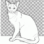 Siamesische Katze