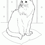 Sibirische Katze