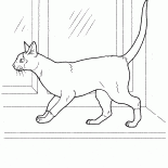 Siamesische Katze