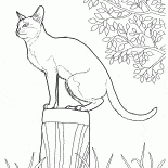 Singapura