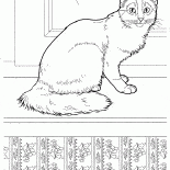 Somalische Katze