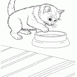 Javanese Katze