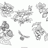 Verschiedenen Beeren