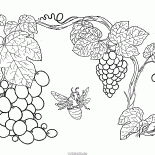 Weinrebe