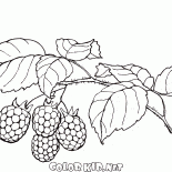 Himbeeren