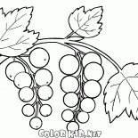 Currant