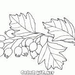 Hawthorn